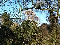 19-03-2006_17-31-47_02