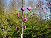 magnolia_black_tulip