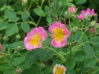 05-07-05kodak_322