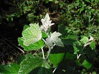 2011-08-07_10-07-45_0007