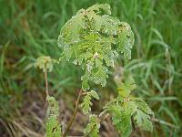 quercus_pyrenaica